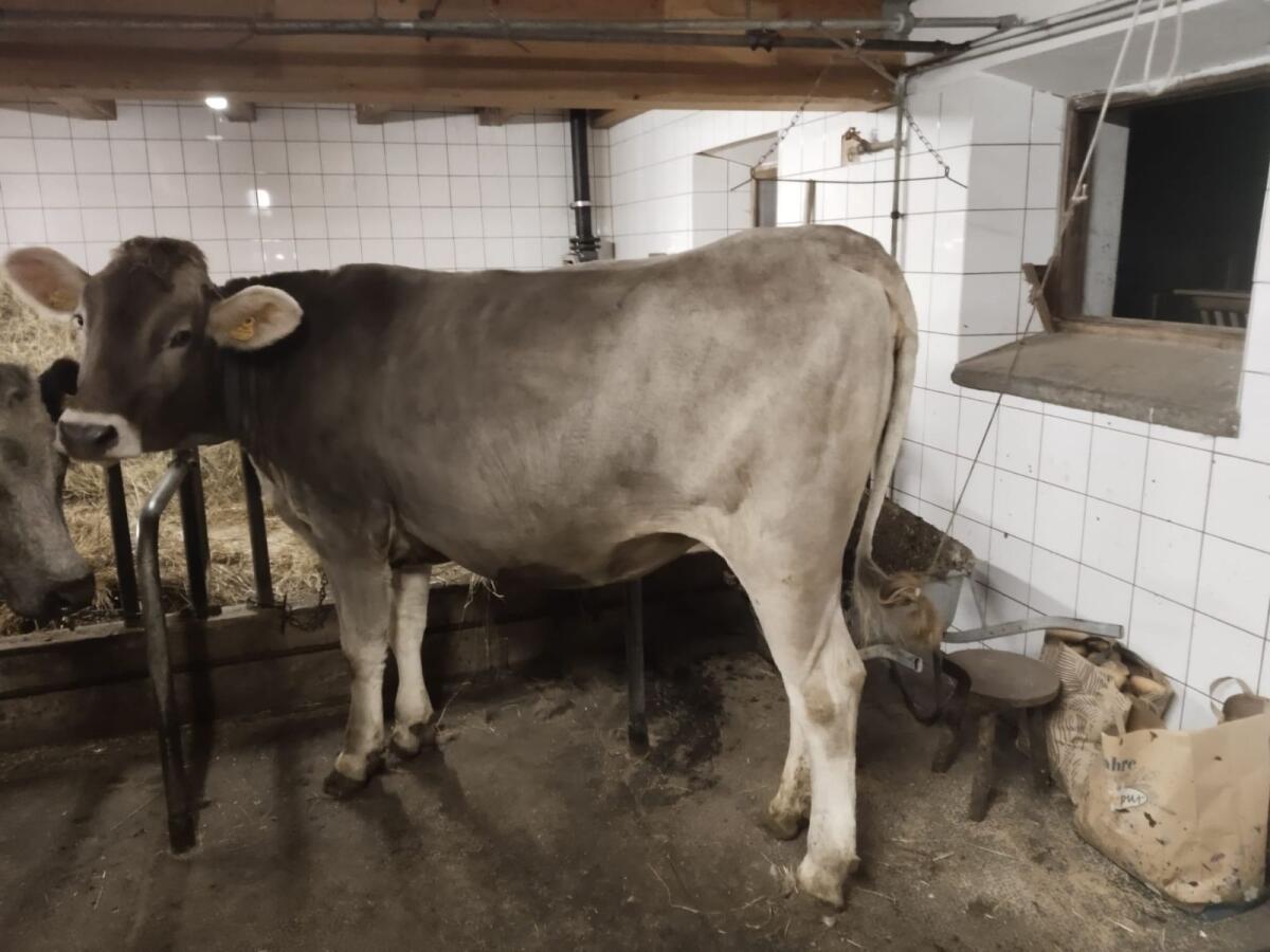 BRAUN SWISS Kalbin Wolke 3