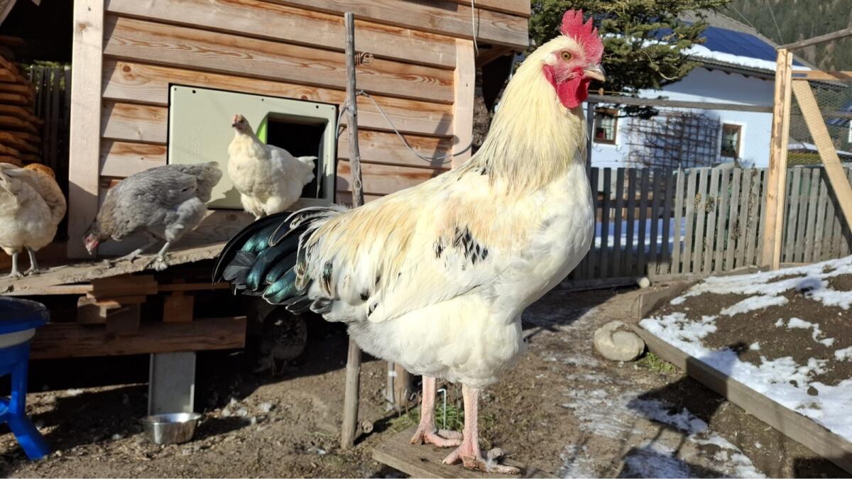 Hahn 2 Stk. zu vergeben (geb. 15.07.2025) 1