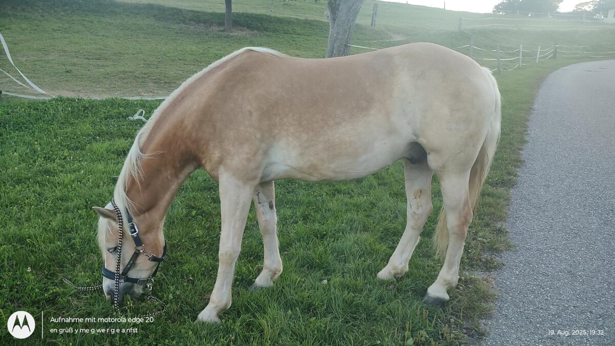 Verkaufe 5-jährigen Haflinger Wallach 1