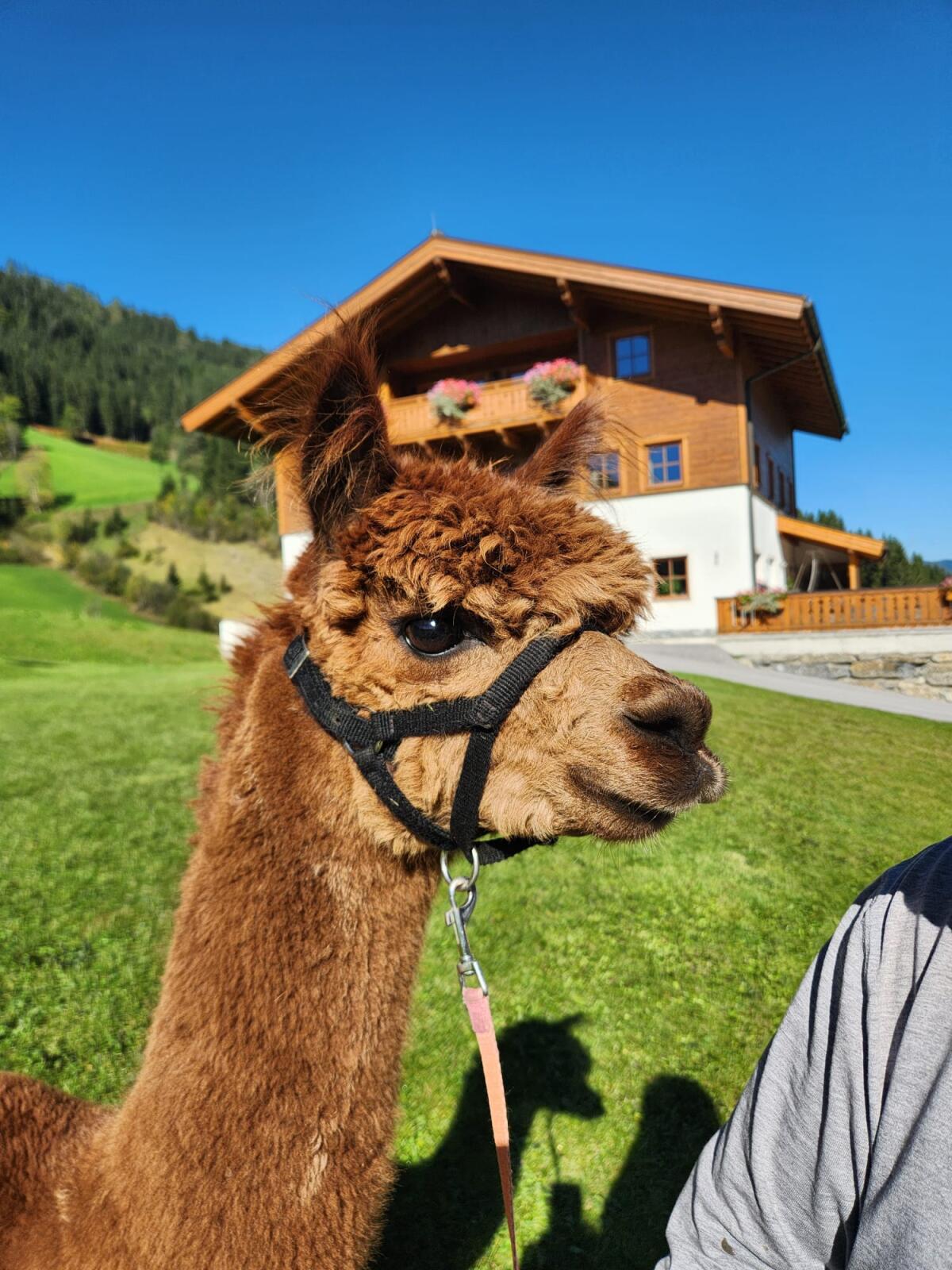 Alpakahengst zu verkaufen 2