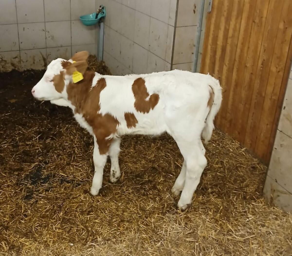 Fleckvieh Zuchtkalb 2