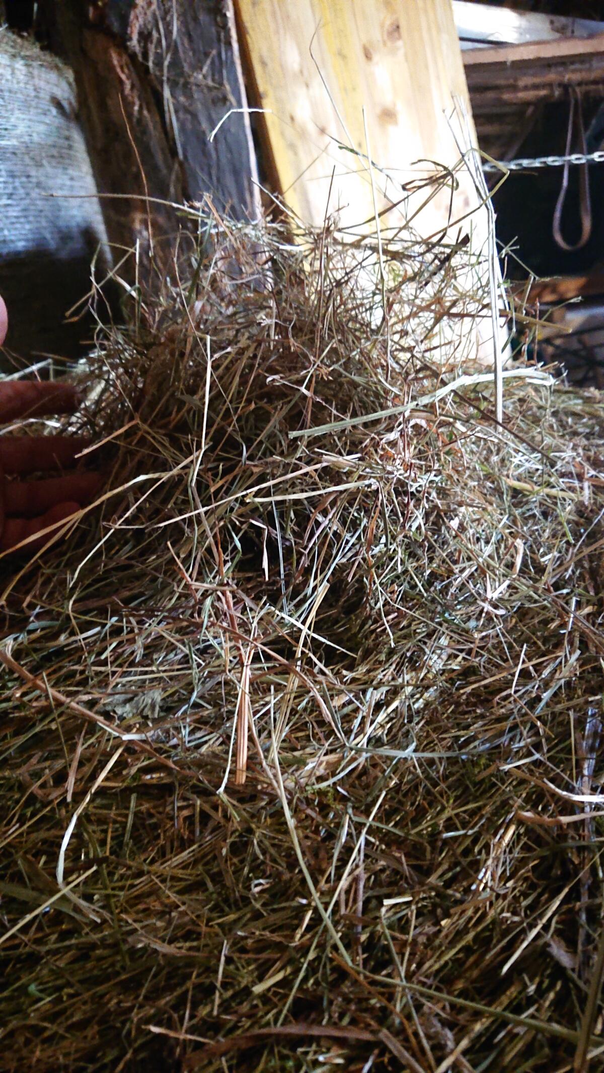 Heurundballen 1. Schnitt 2025 zu verkaufen, trocken gelagert 1