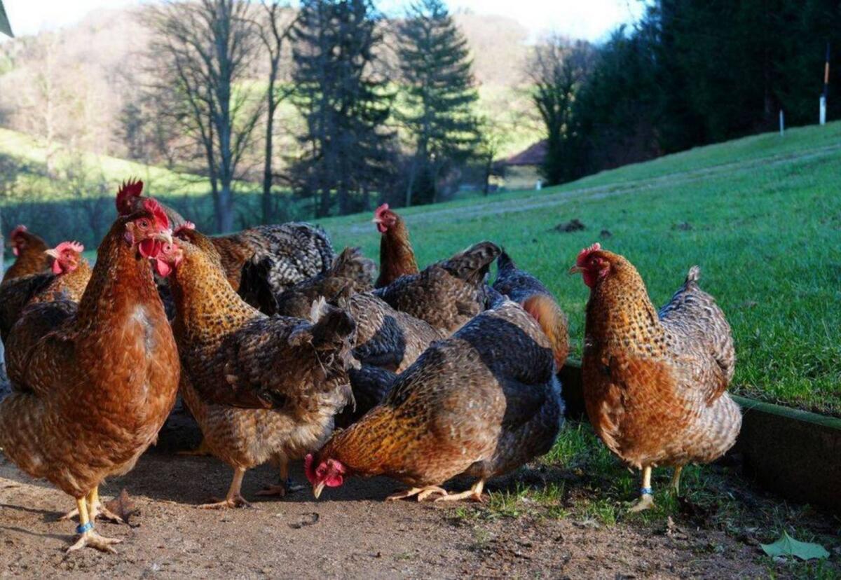 Bruteier Bielefelder Kennhuhn 2