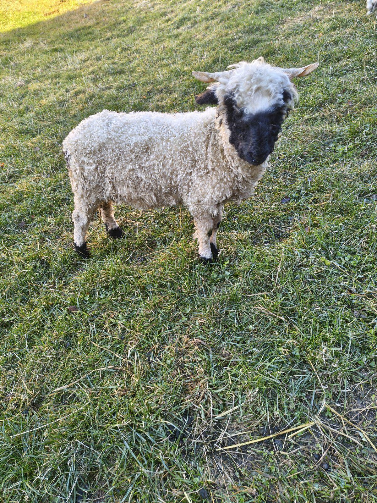 Walliser Schwarznasenauen Bio 1