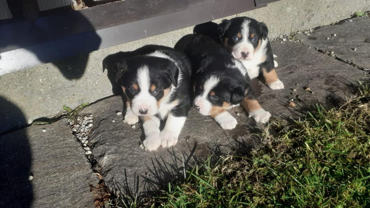 Reinrassige Appenzellersennenhund-Welpen 1