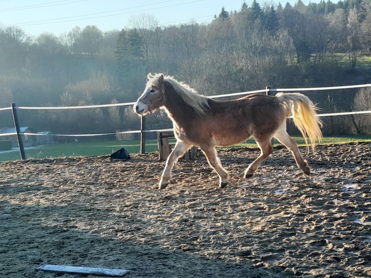 Haflingerstute zu verkaufen 2