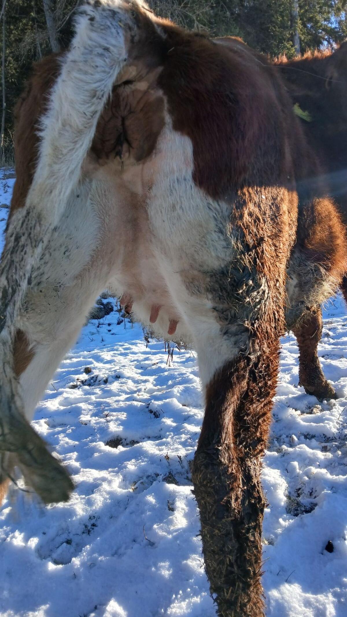 Bio Kalbin hochträchtig für Mutterkuh 3