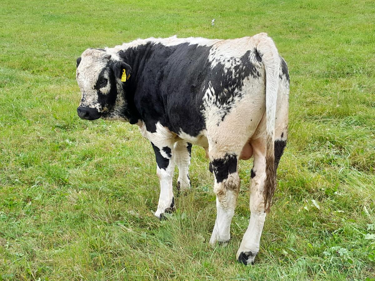 HB Pustertaler Jungstier zu verkaufen 3