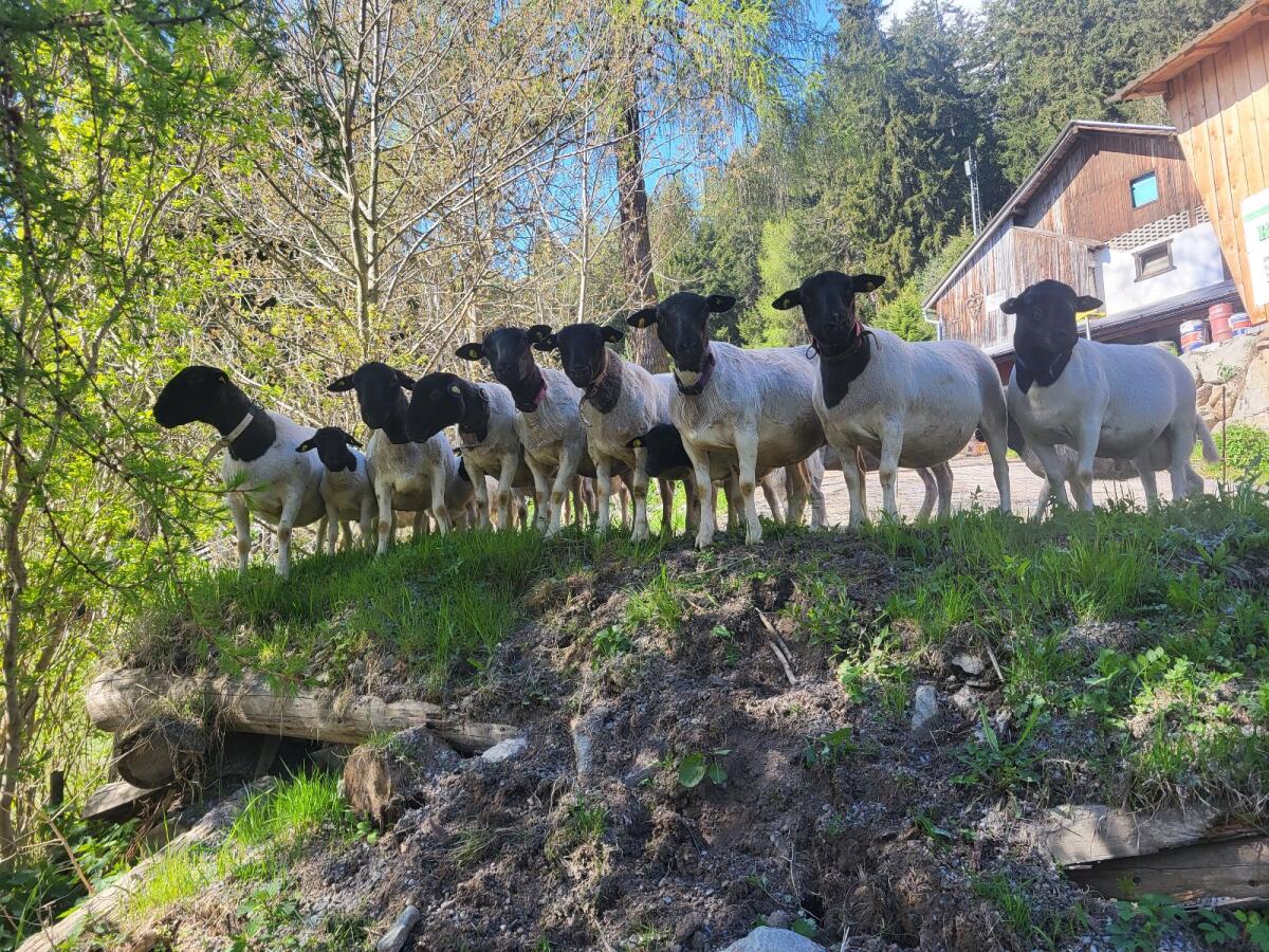 Reinrassige Dorperlämmer w/m 1