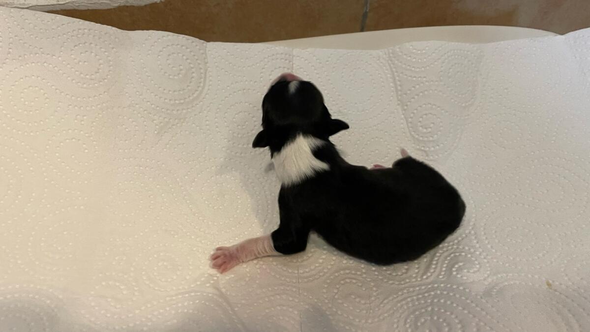 Verkaufe reinrassige Australian Shepherd Welpen 2