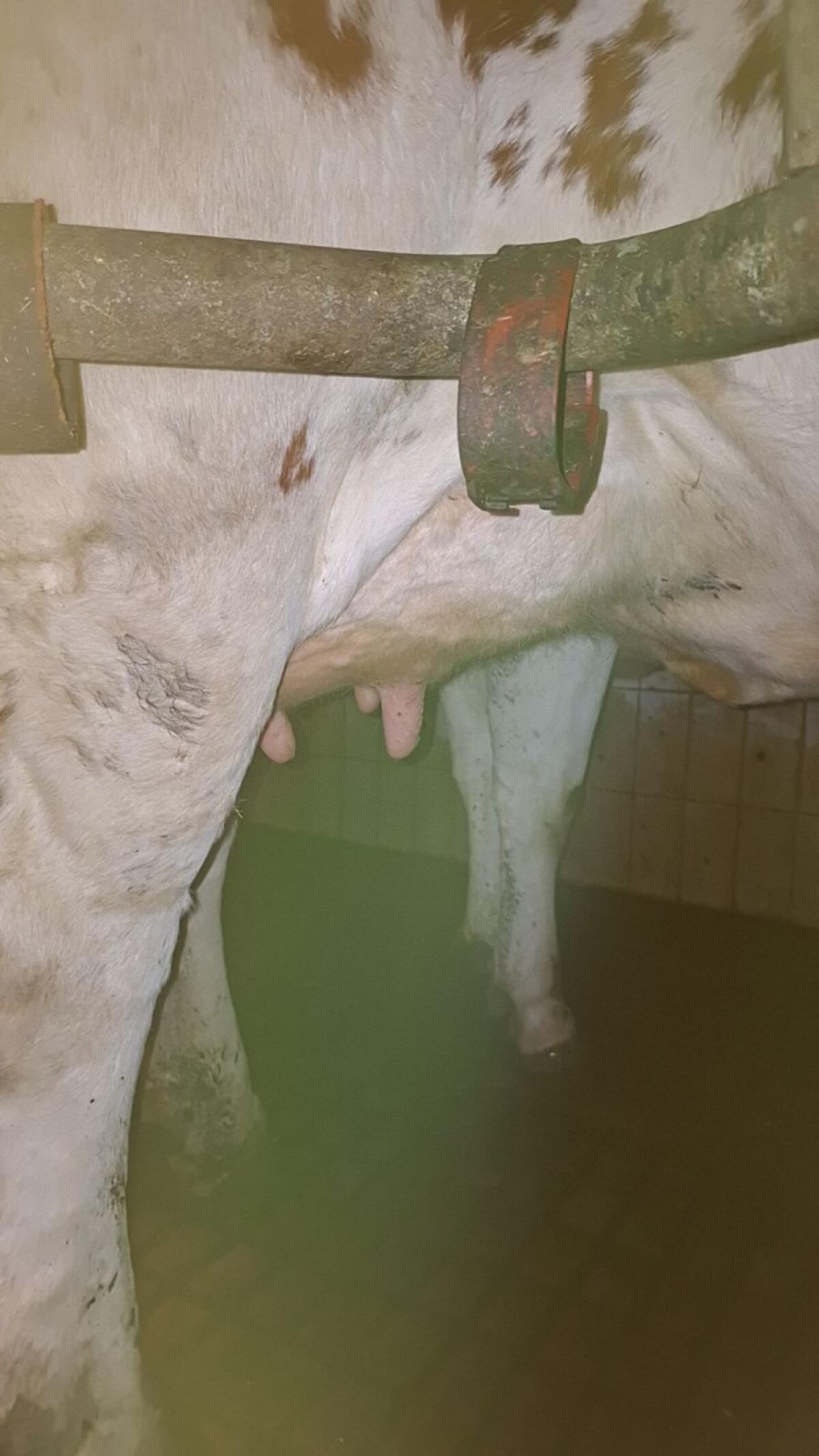 Fleckvieh × RF Erstlingskuh 1