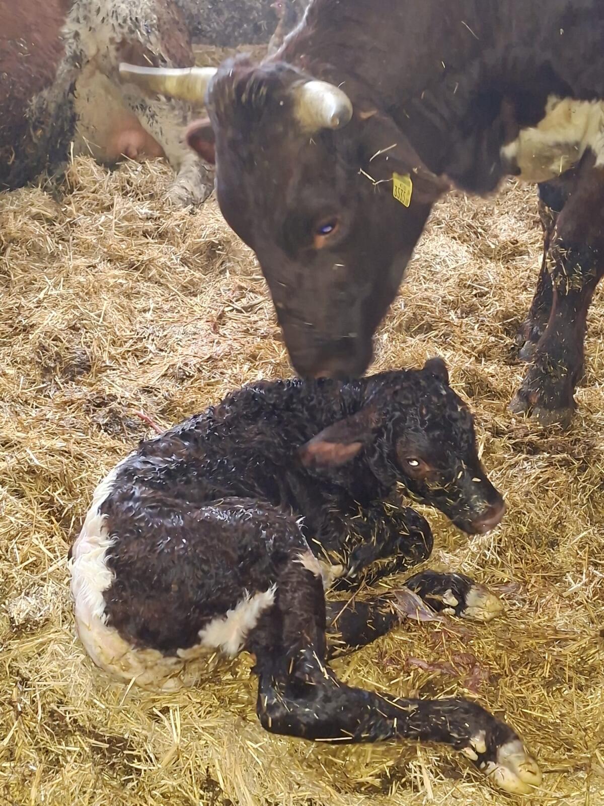 Bio Pinzgauer Stierkalb 1