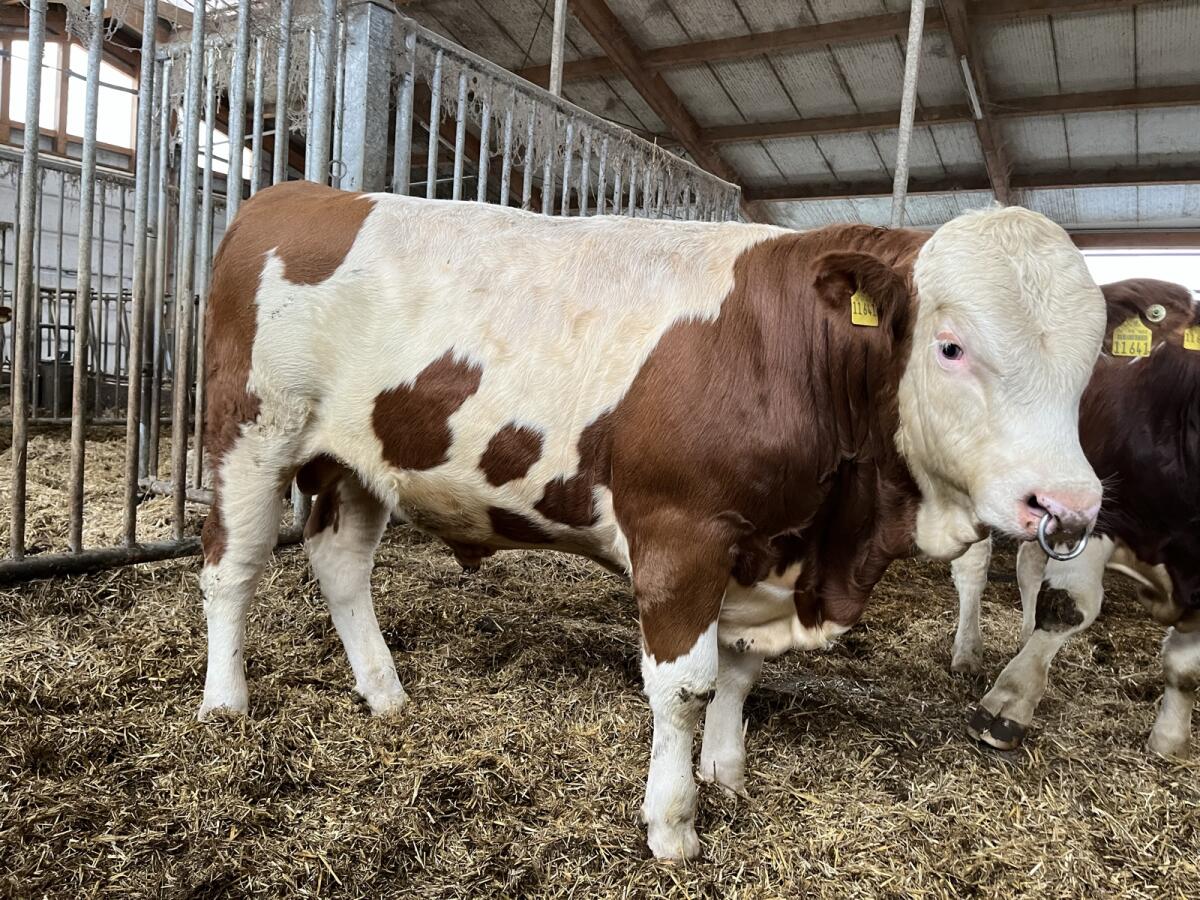 Fleckvieh Deckbulle Sprungstier Deckstier 2