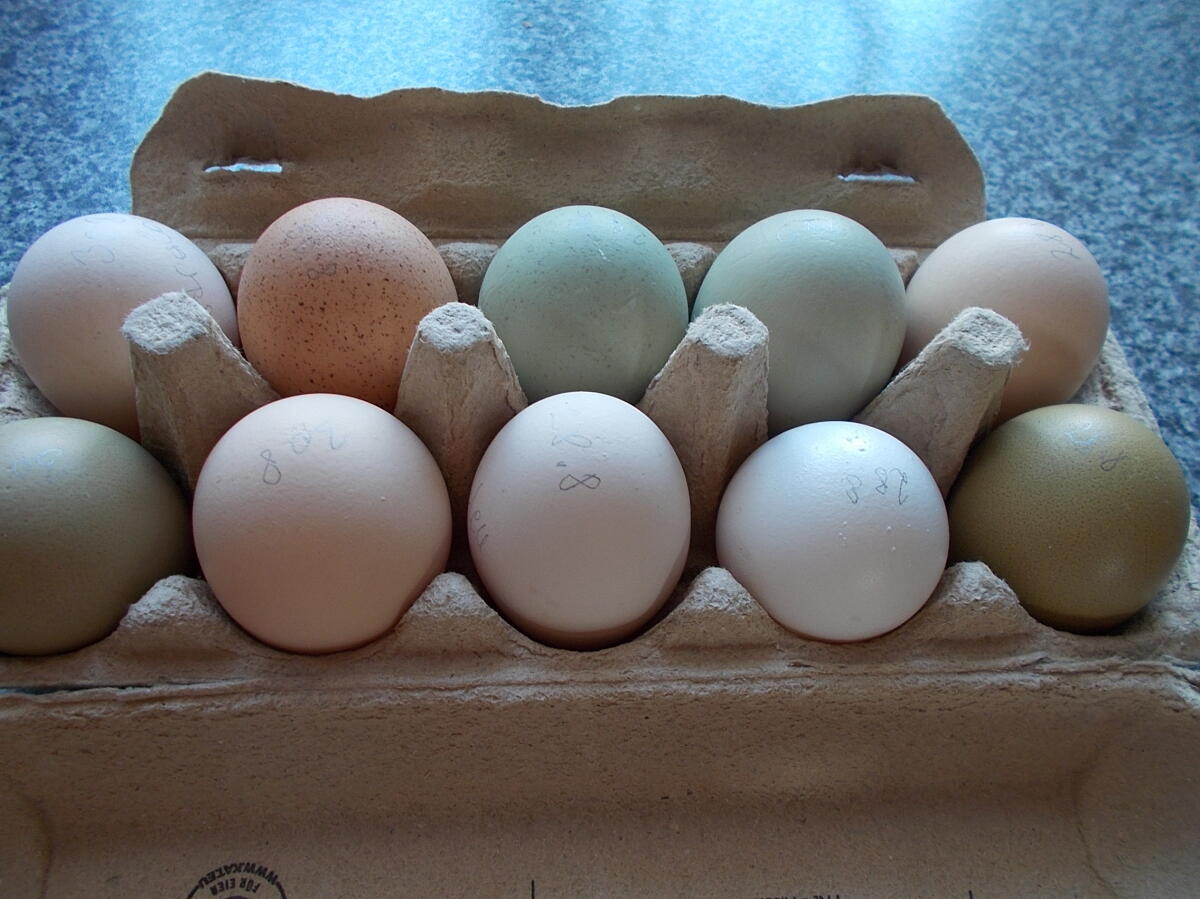 Bruteier grün und oliv 1