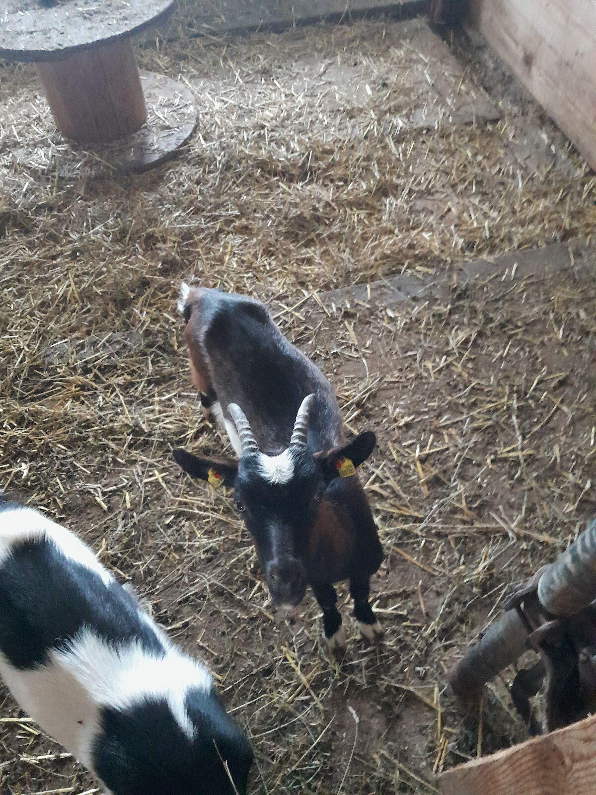 Tauernschecken Ziegen 1