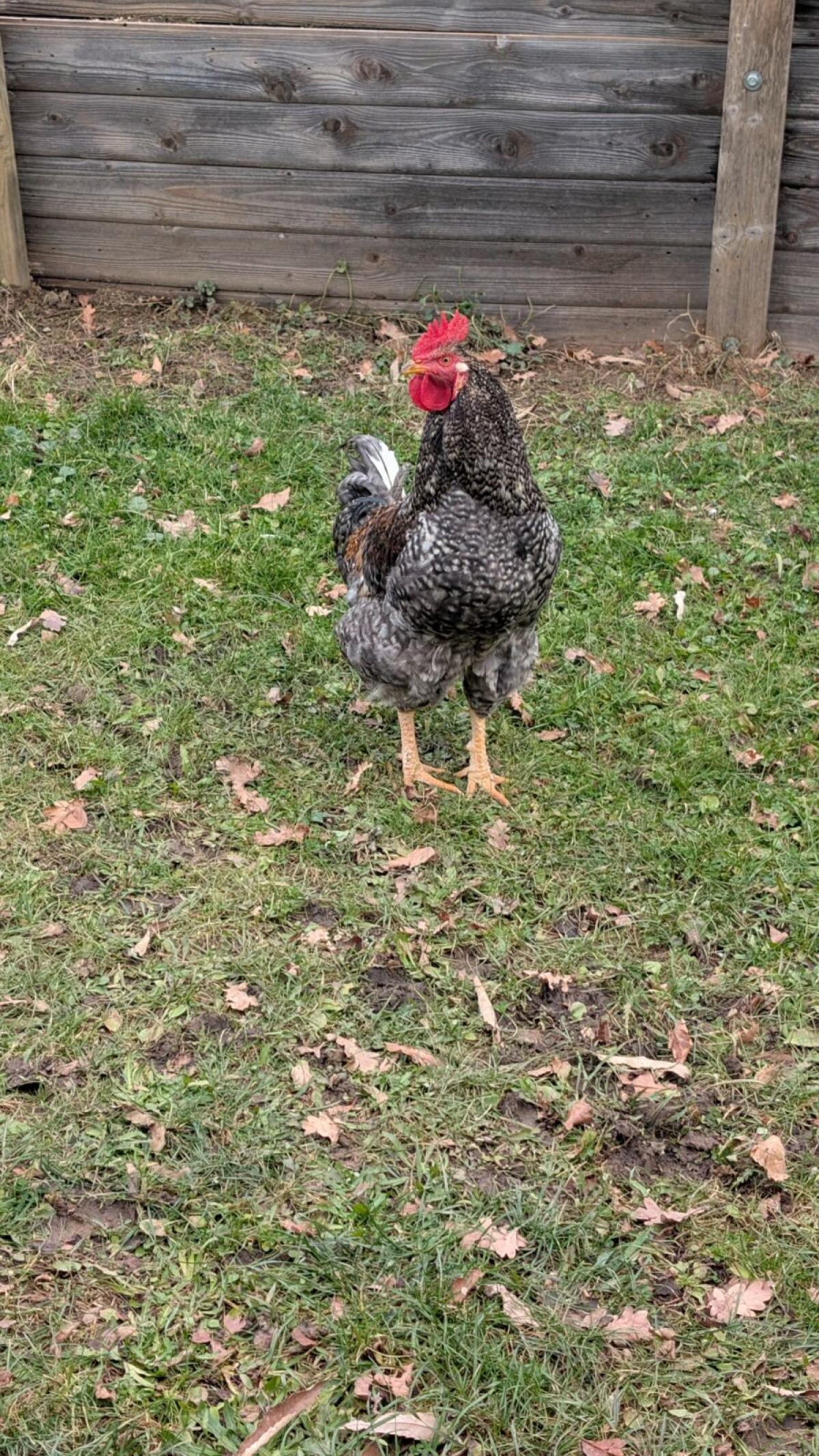 sehr schöner junger Hahn zu verschenken 3
