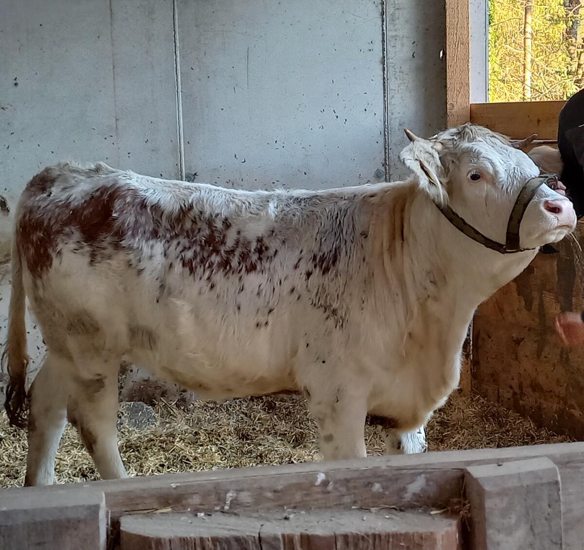 Ennstaler Bergschecken Kalbin 1