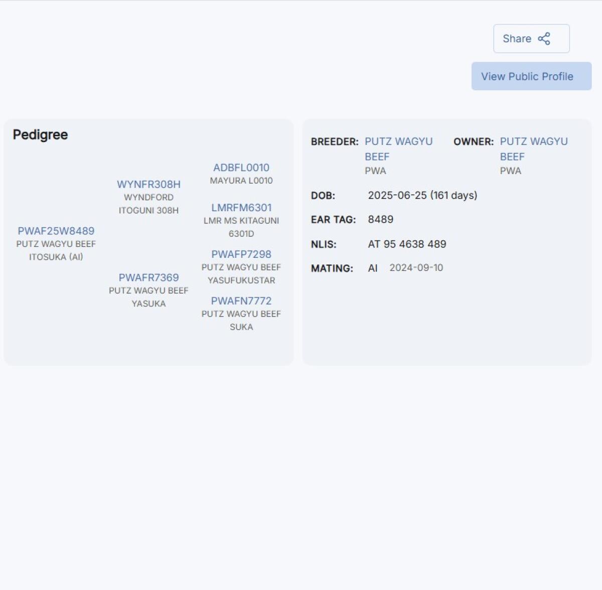 Wagyu Zuchtbulle Itosuka 2