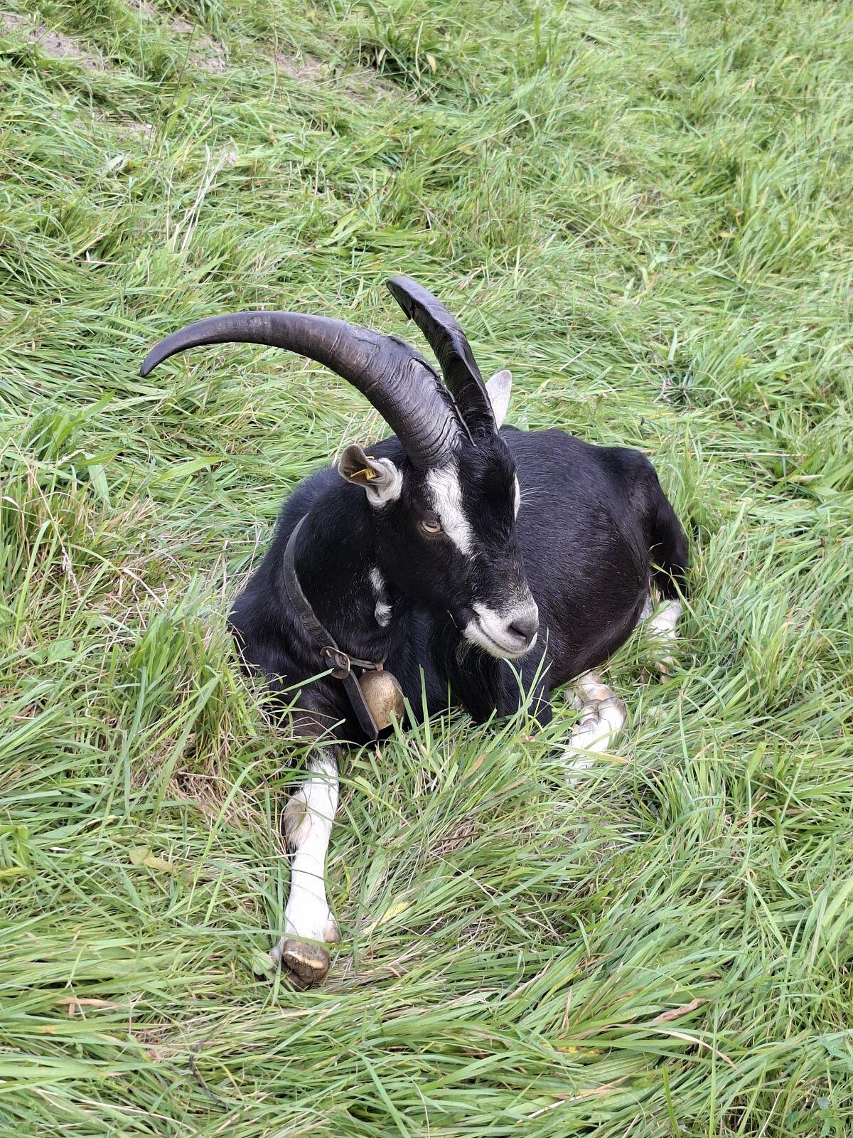 Bündner Strahlenziegen Bock 2