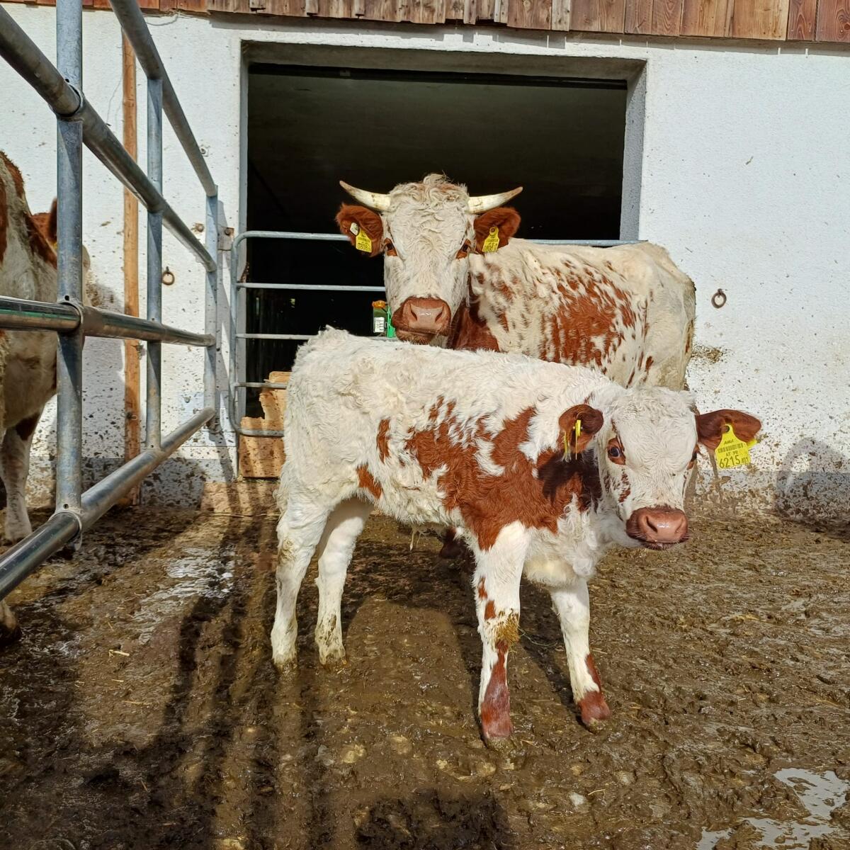 Bio Pustertaler Kuh mit Stierkalb 1