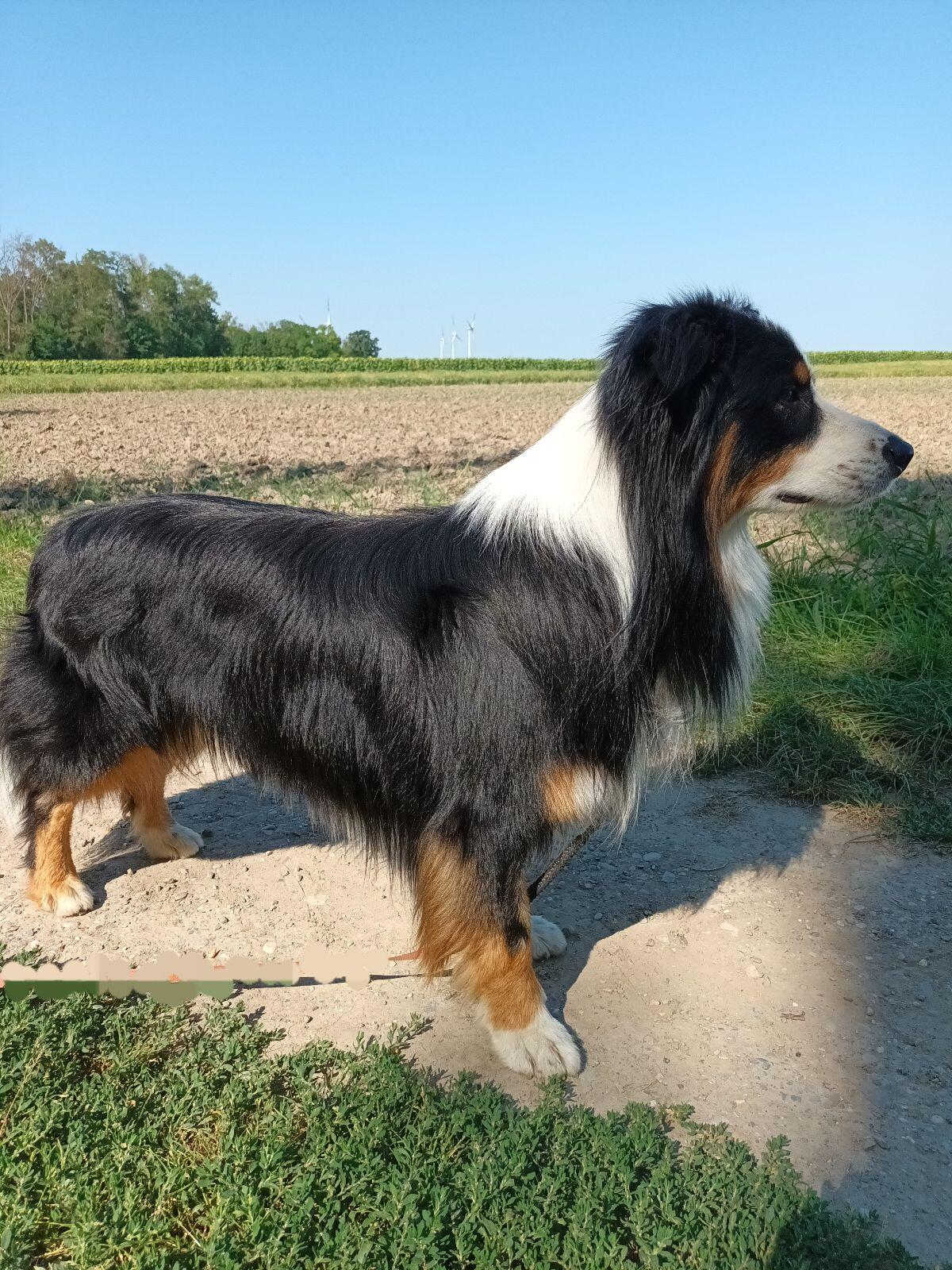 Deckrüde Australian Shepherd mit FCI Ahnentafel 1