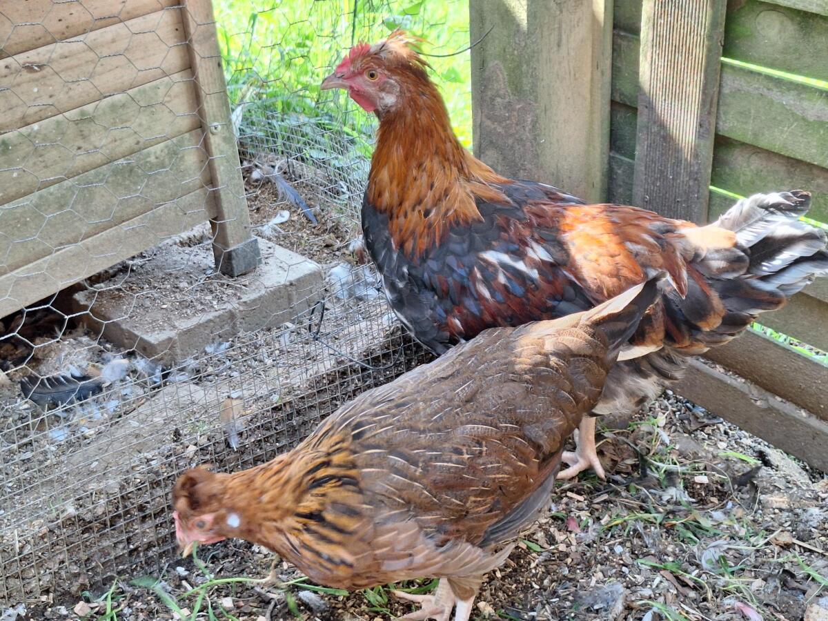 Sulmtaler, Altsteirer, Araucana Grünleger 3