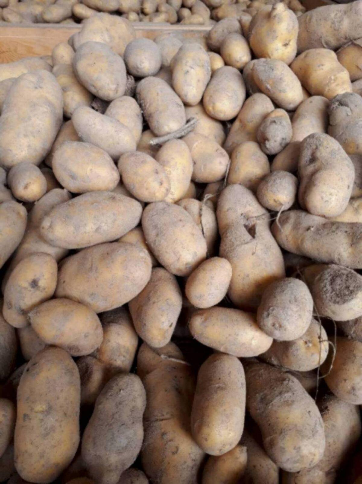 Bio-Futterkartoffel 1