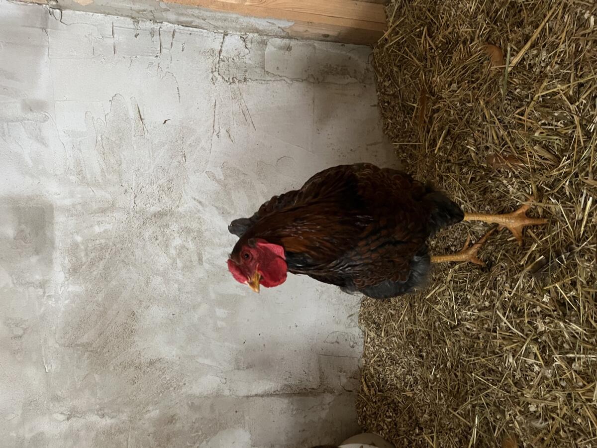 Verkaufe Wyandotten Hähne 3