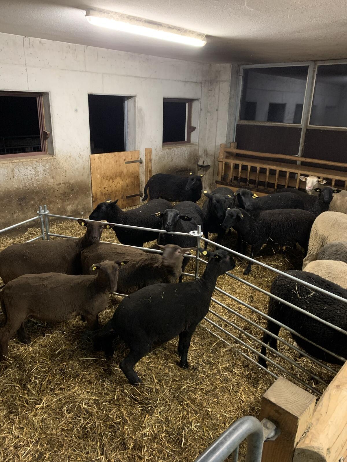 Suche braune Juraschafe BIO 1