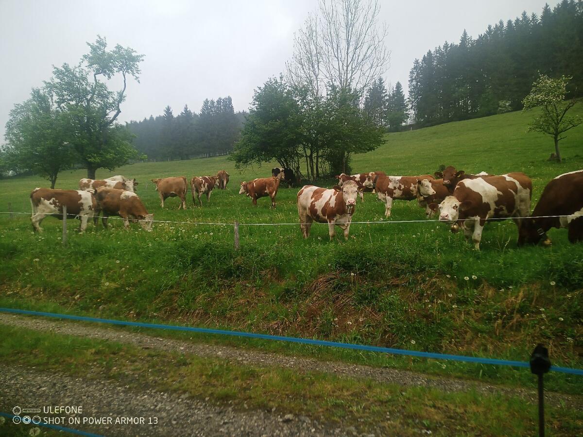 Bio Jungkuh in Milch 1