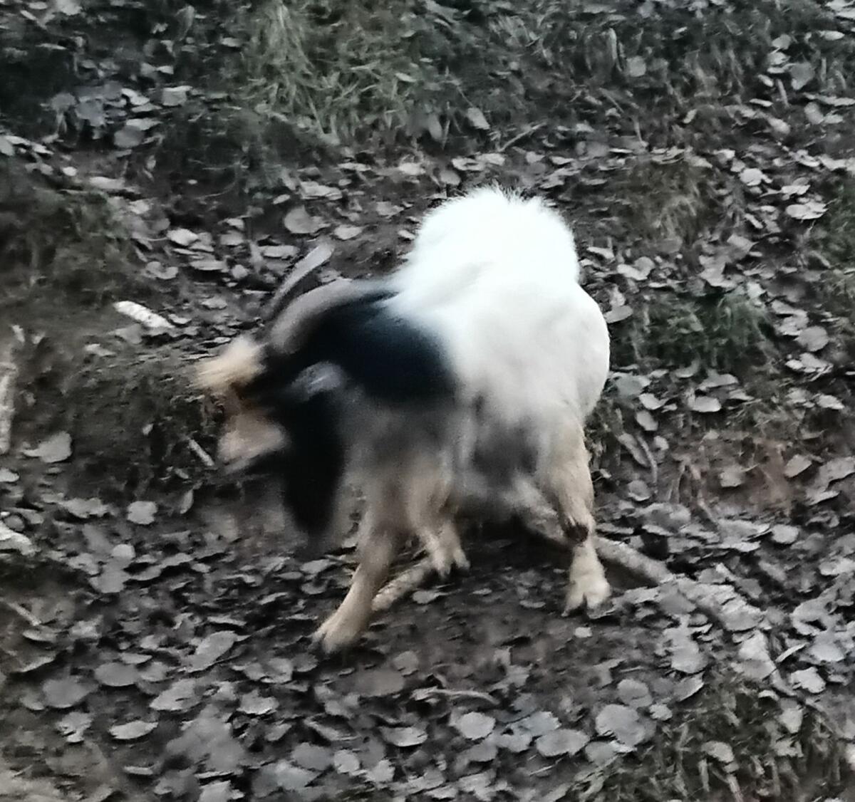 Mini-Zwergziegenbock 2