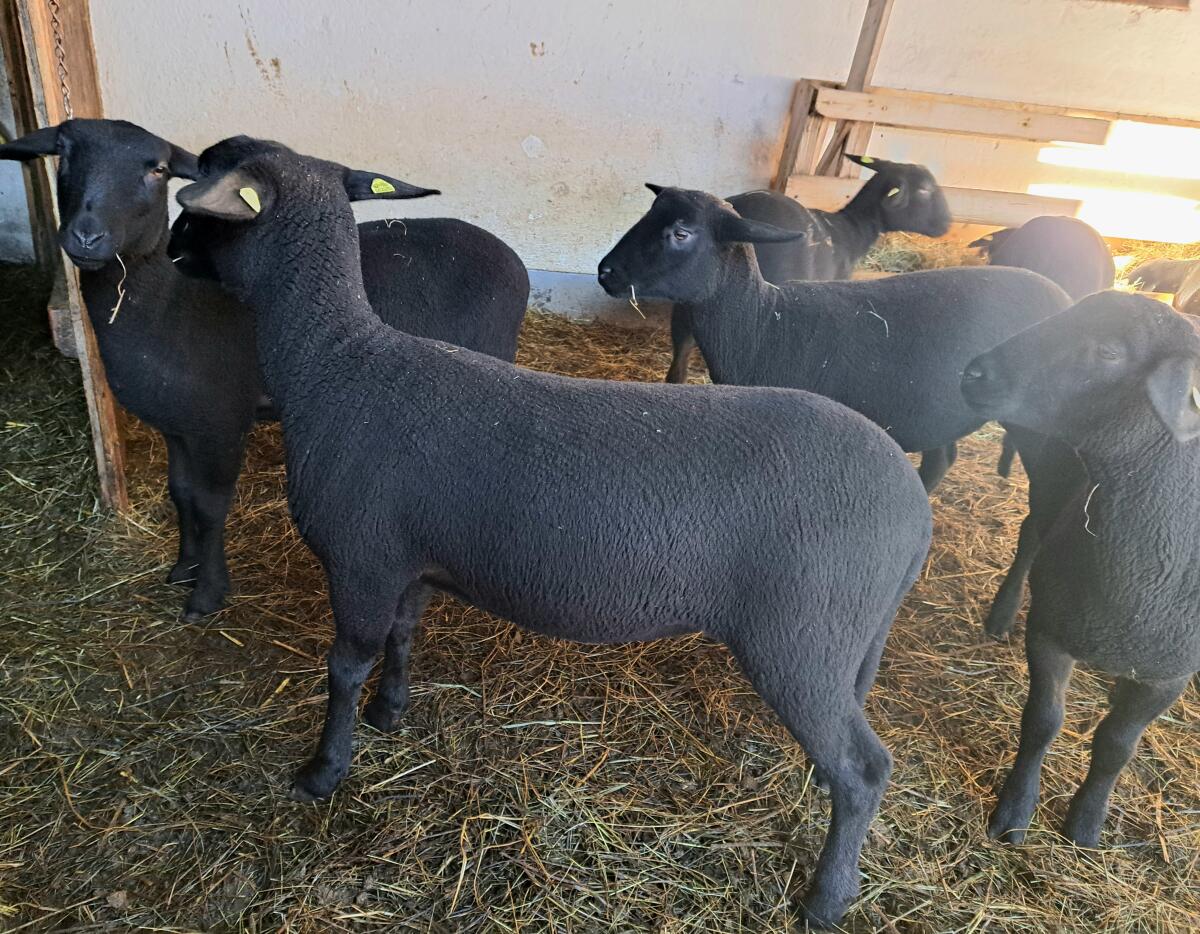 BIO Jura Zuchtlämmer 3