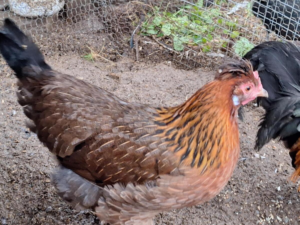 Sulmtaler, Altsteirer, Araucana Grünleger 1
