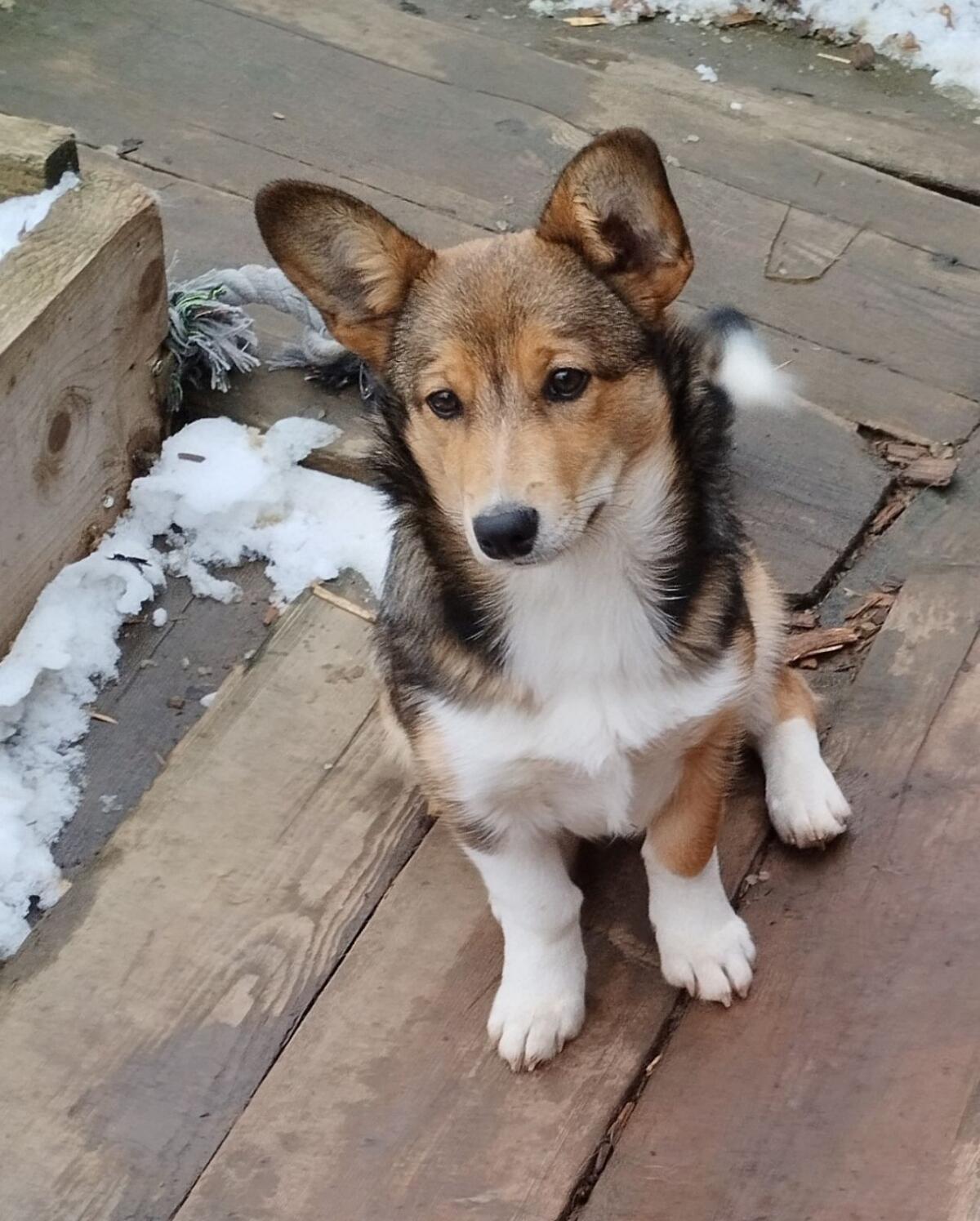 Welsh Corgi Pembroke × Border Collie Hündin 3