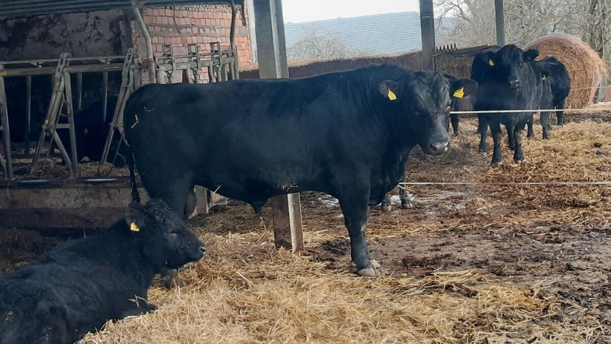 BIO Aberdeen Angus Stier 1