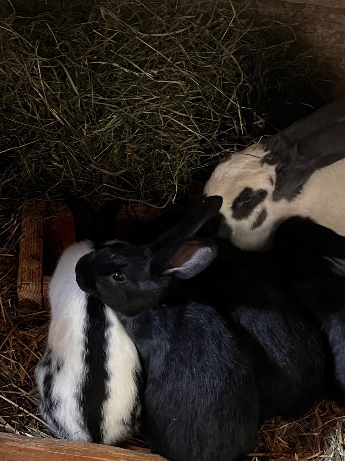 Deutsche Riesenschecken 2