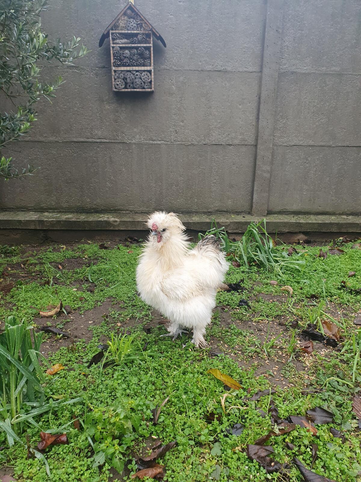 Seidenhahn zu verschenken 1