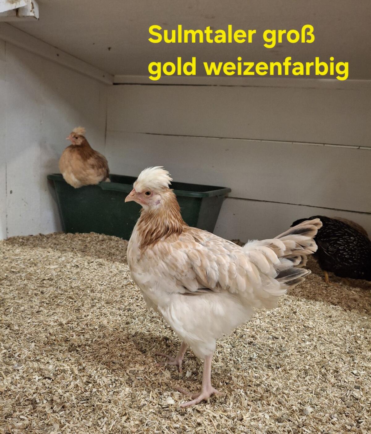 Geflügel Hühner Hennen Hähne 2