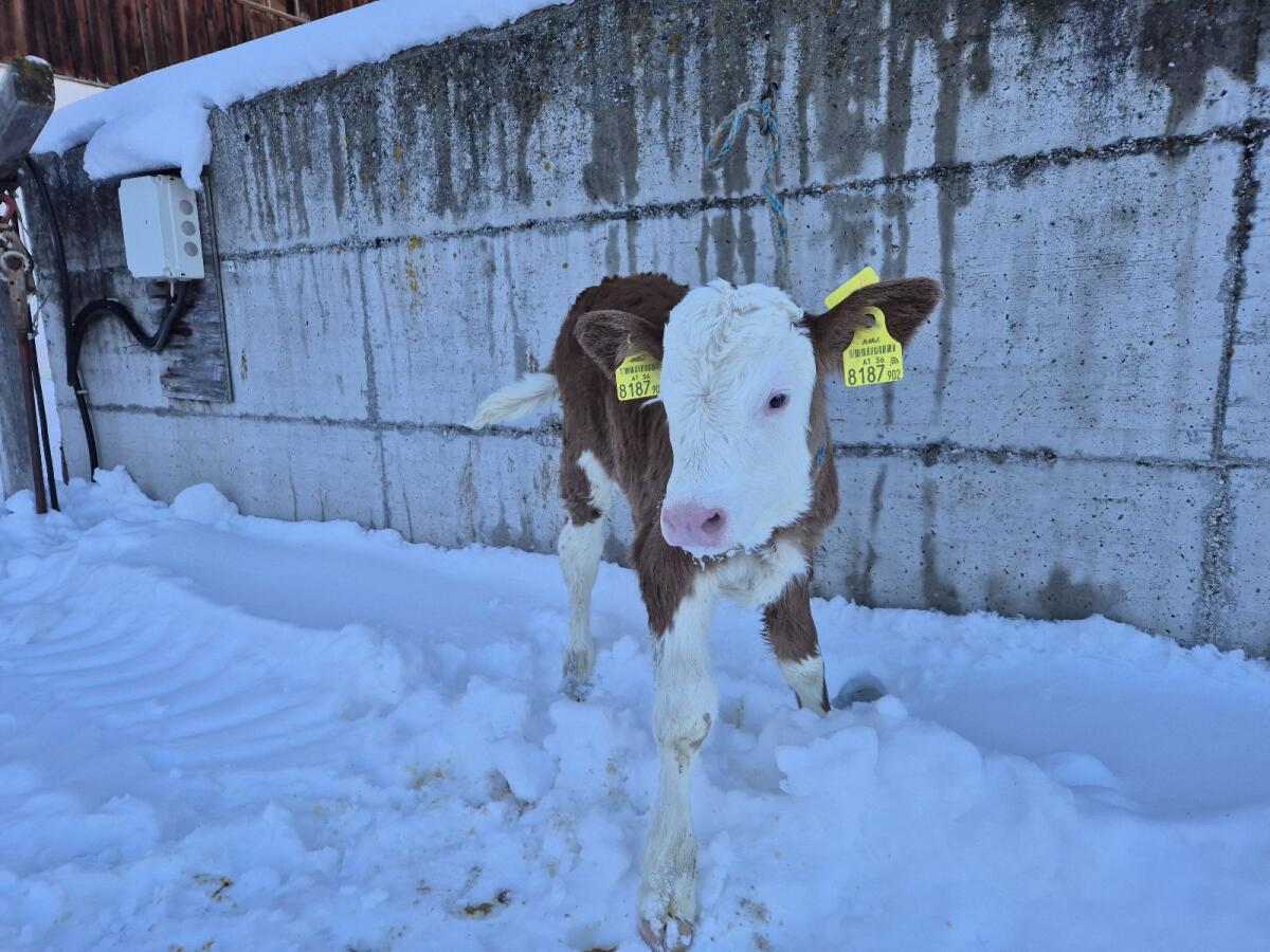 Bio Fleckvieh Kuhkalb 1
