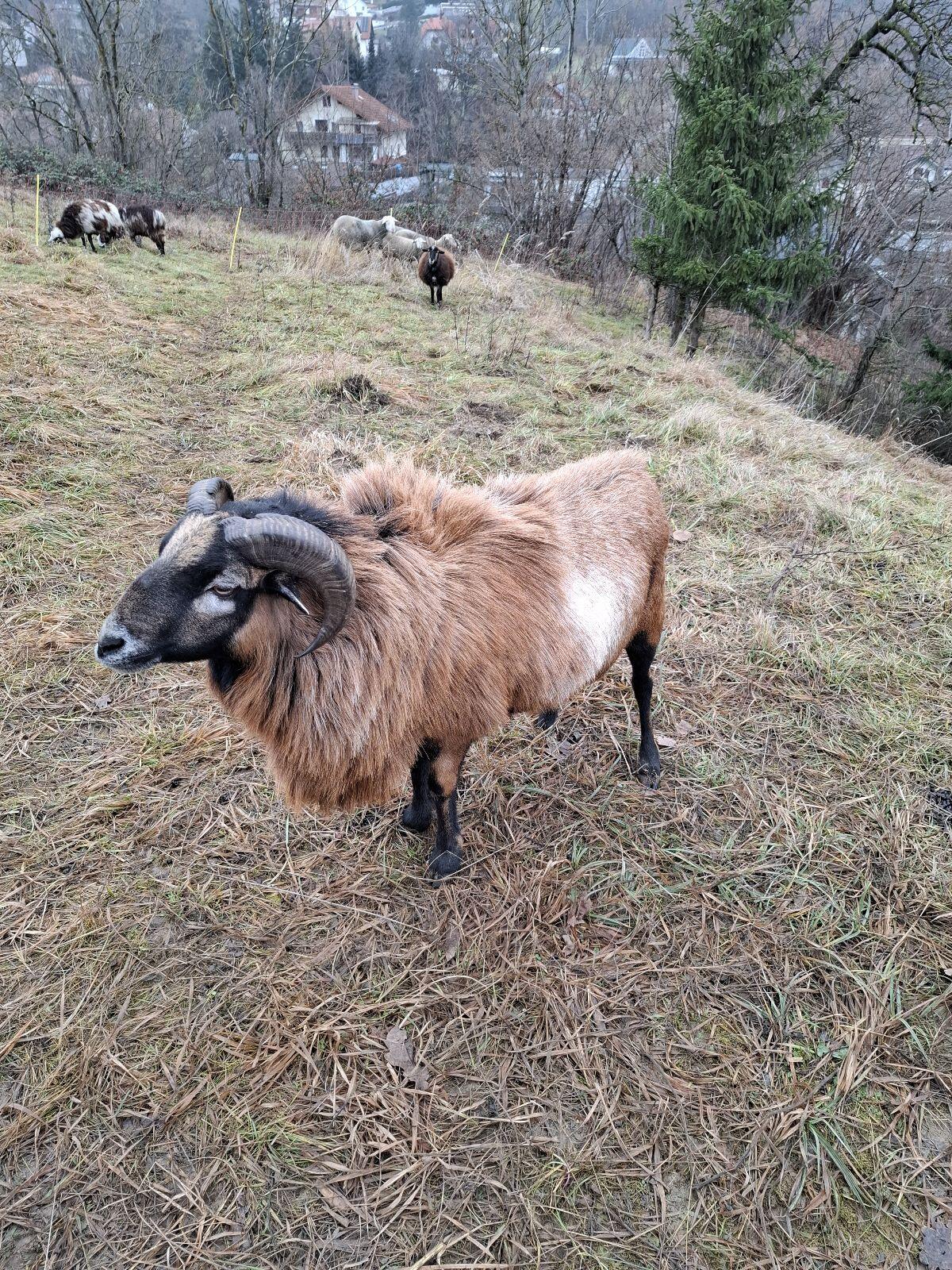 Kamerun Schaf Böcke 1