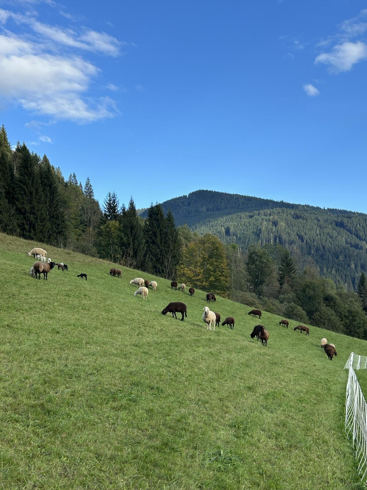 Suche BIO Schafweide im Pongau 1