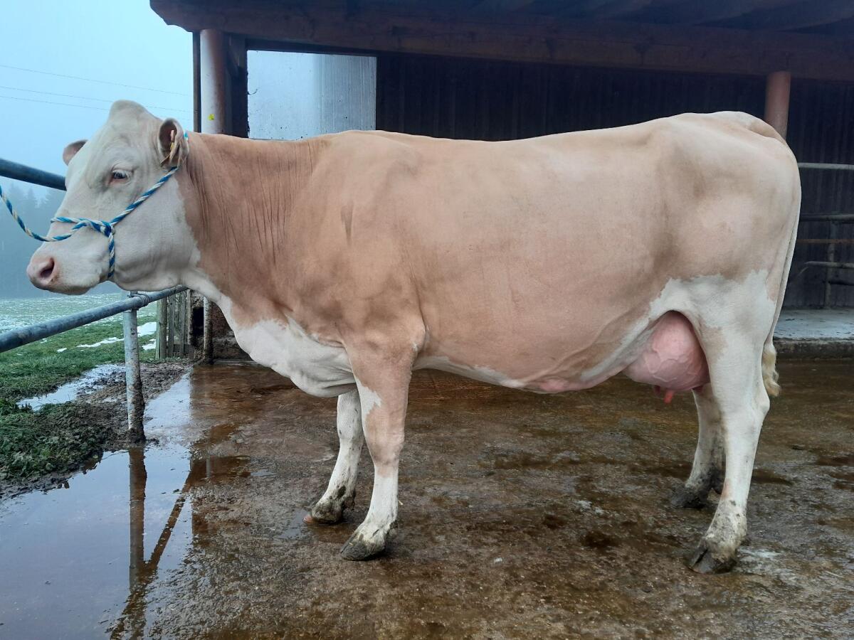 Schöne leistungsbereite BIO Kuh, genetisch hornlos, silofrei 2
