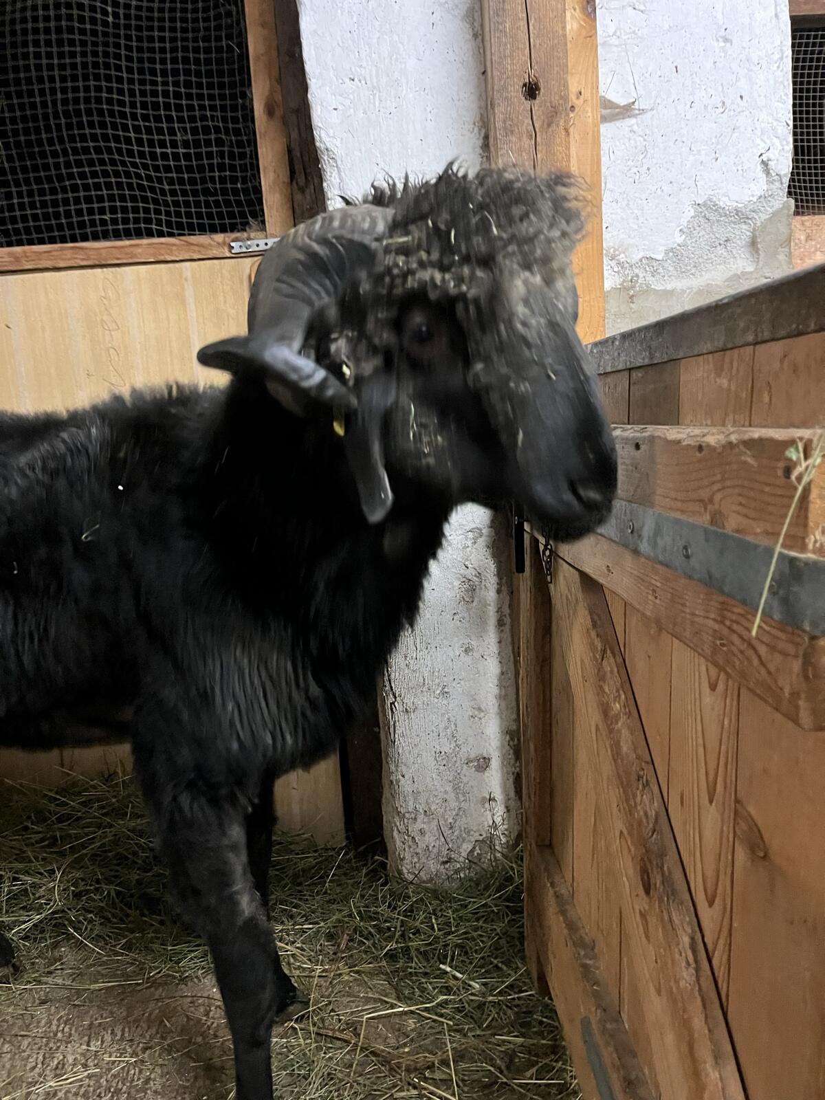 Tiroler Steinschafwidder 3