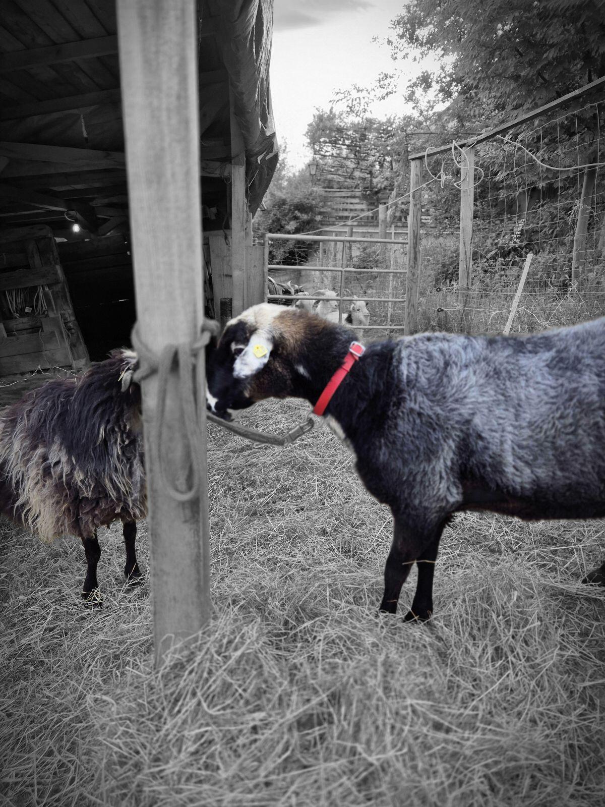 Krainer Steinschaf Bock 3