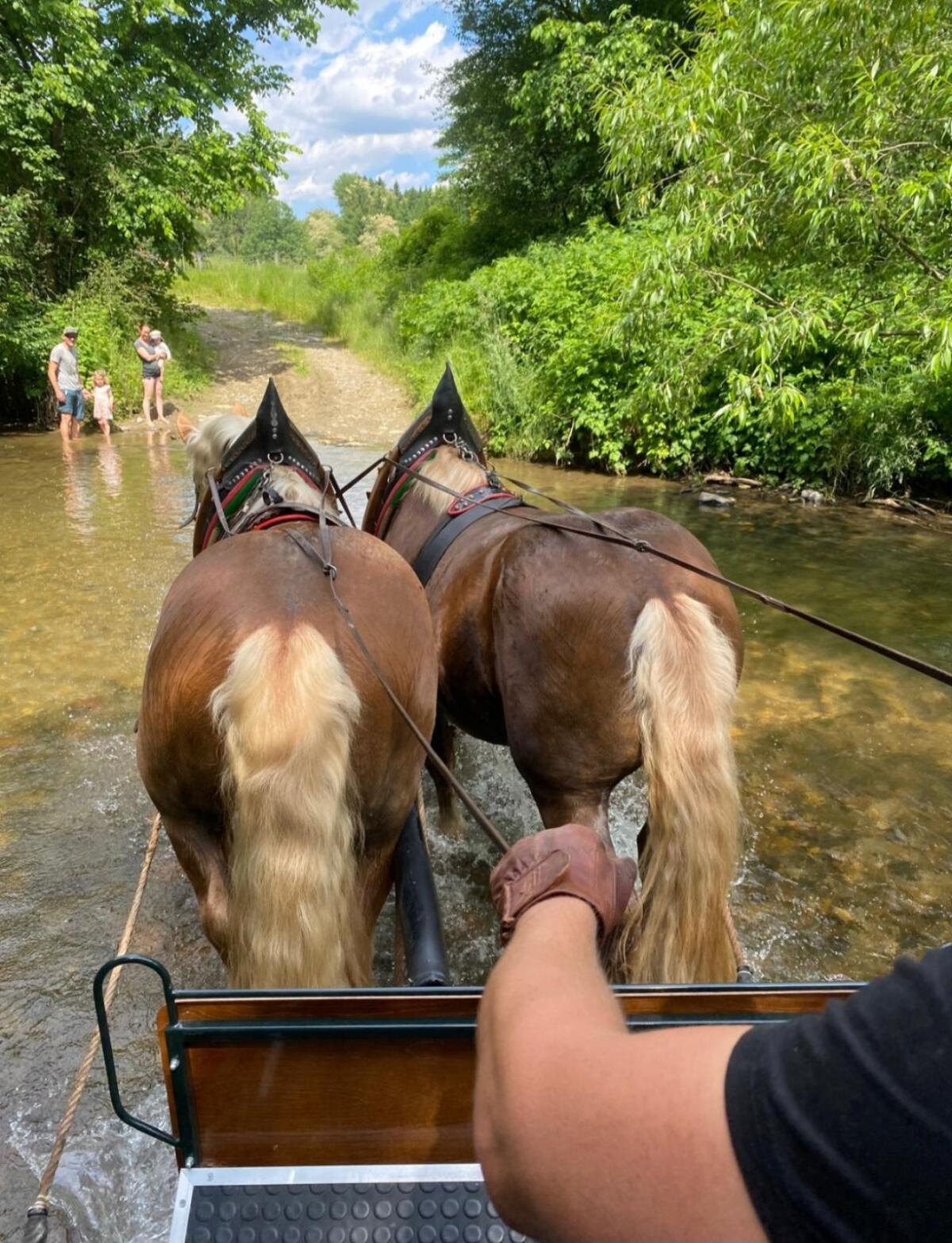 Noriker Hengstgespann 2