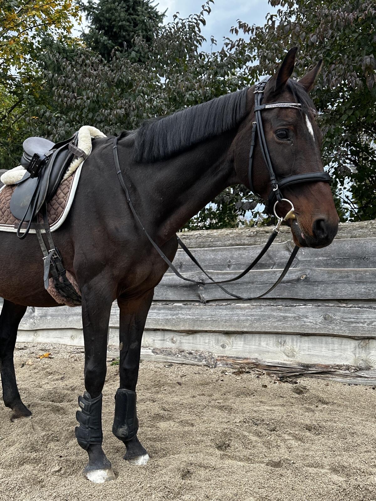 Verkaufe Hannoveraner Stute, ideal für Wiedereinsteiger, Lehrpferd 1