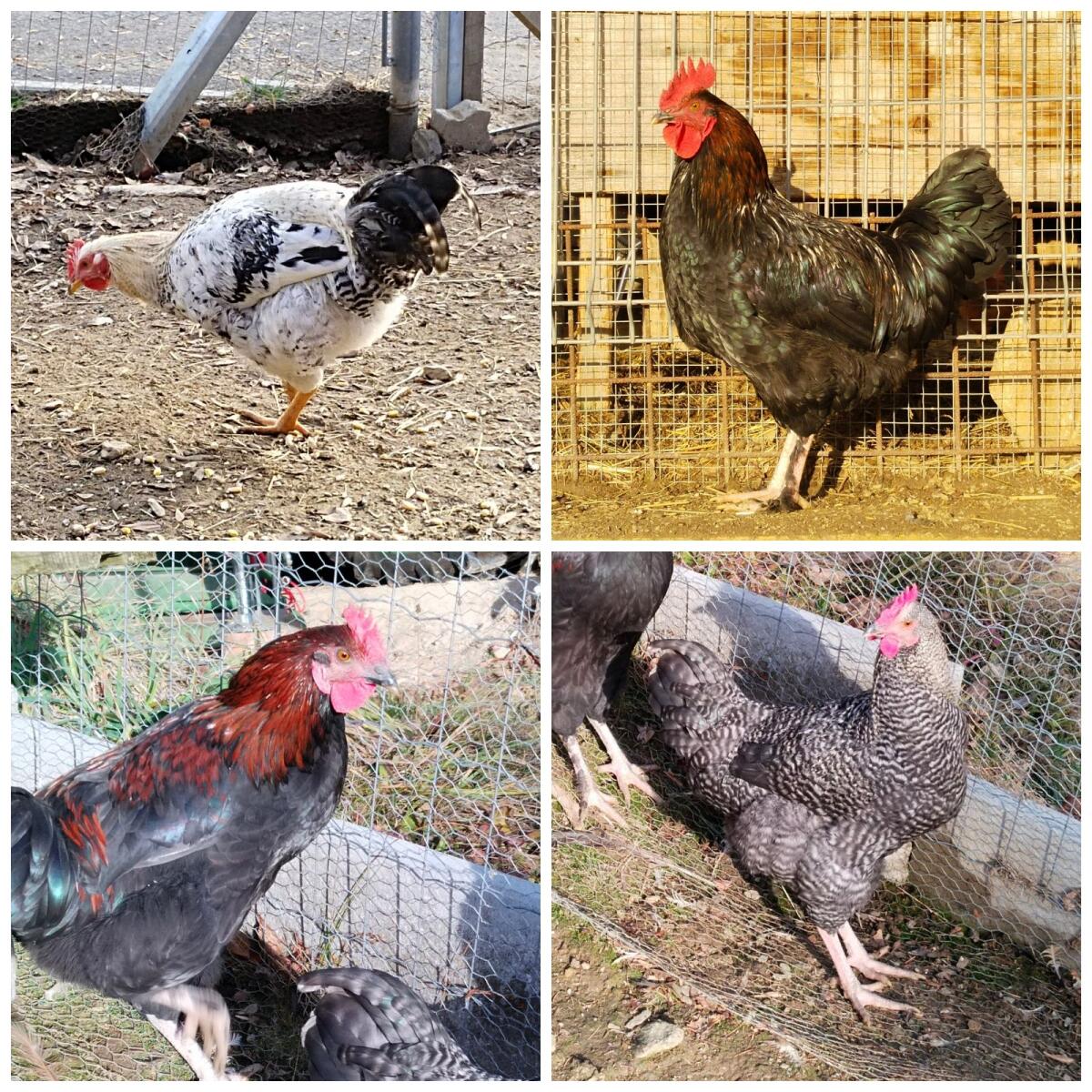 4 wunderschöne Junghähne 1