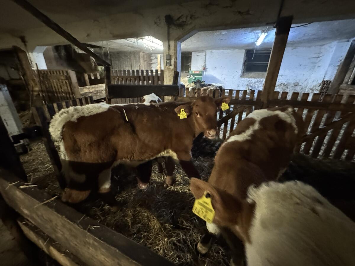 Bio PI x RF Stierkälber 3