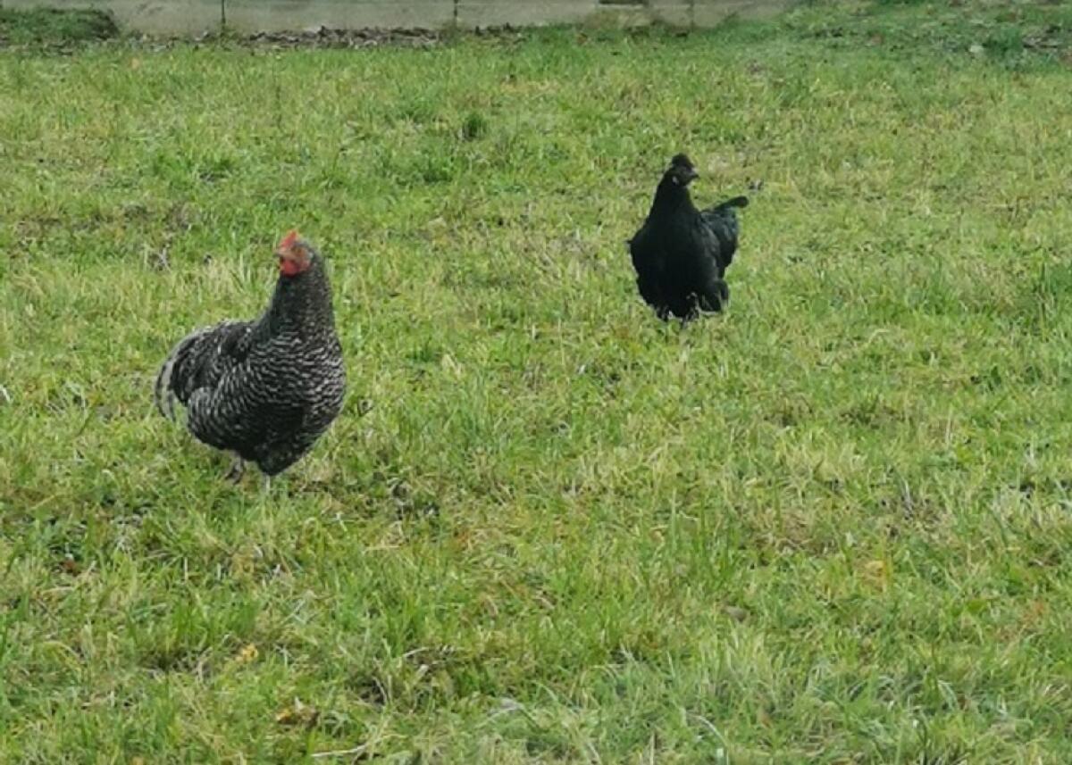 Bildhübsche Junghennen und Hähne 1