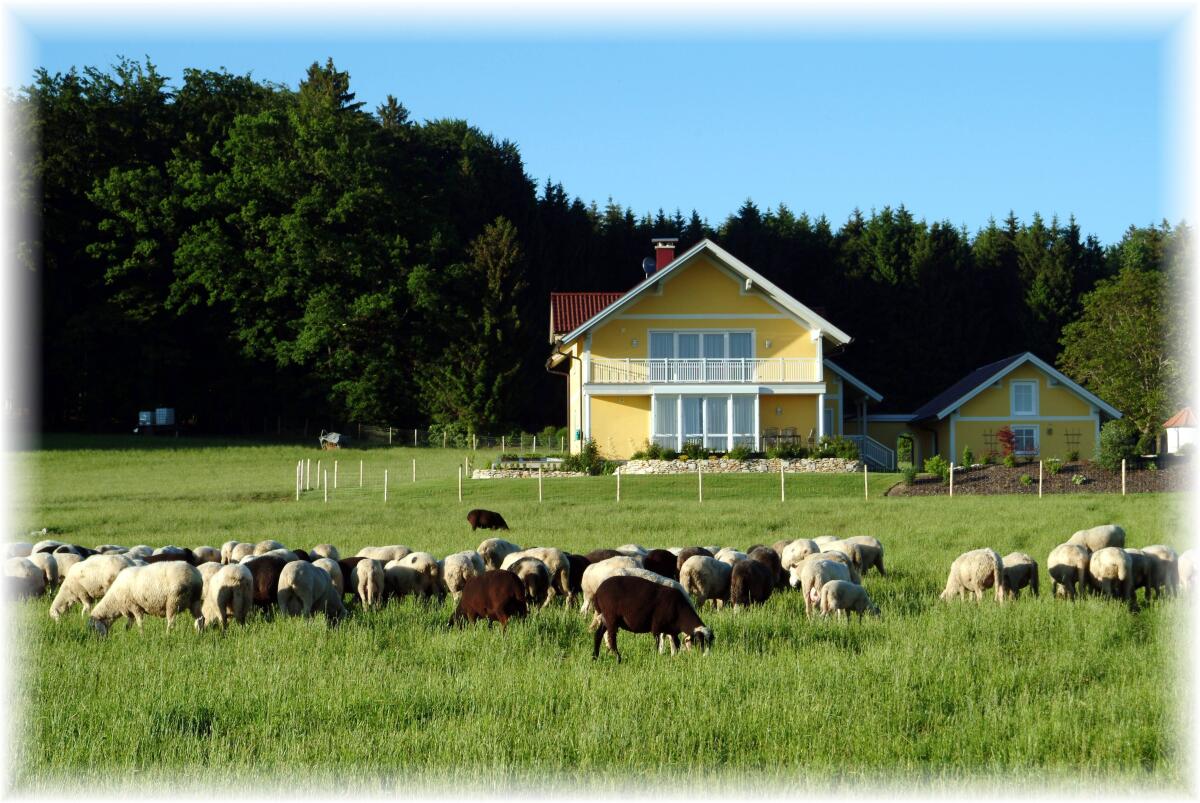 Suche Partnerbetriebe für Produktion von Qualitätslämmern 1